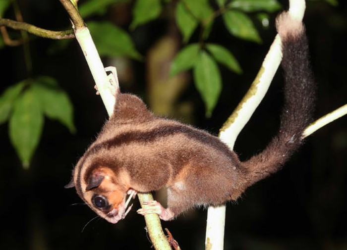 Pygmy long-fingered possum (Dactylonax kambuayai) dan Ring-tailed glider (Tous ayamaruensis) yang diyakini telah punah selama kurang lebih 6.000 tahun.