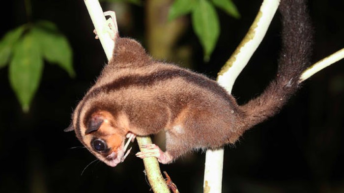 Pygmy long-fingered possum (Dactylonax kambuayai) dan Ring-tailed glider (Tous ayamaruensis) yang diyakini telah punah selama kurang lebih 6.000 tahun.
