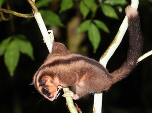 Dikira Punah, Spesies Ini Ditemukan Lagi di Papua Nugini
