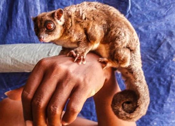 Pygmy long-fingered possum (Dactylonax kambuayai) dan Ring-tailed glider (Tous ayamaruensis) yang diyakini telah punah selama kurang lebih 6.000 tahun.