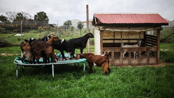 Animal caretaker, Ravid Hizmy, feeds rescue animals at Freedom Farm Sanctuary where she continues to care for the animals despite facing life-threatening missile strikes, amid the U.S.-Israel conflict with Iran, in Olesh, Israel March 29, 2026. REUTERS/Shir Torem