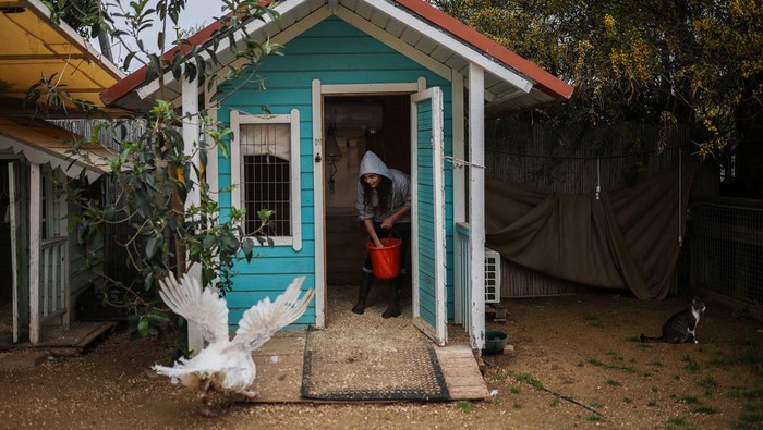 Animal caretaker, Ravid Hizmy, feeds rescue animals at Freedom Farm Sanctuary where she continues to care for the animals despite facing life-threatening missile strikes, amid the U.S.-Israel conflict with Iran, in Olesh, Israel March 29, 2026. REUTERS/Shir Torem