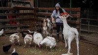 Pengasuh berusaha menenangkan hewan sambil mengarahkan mereka ke area yang lebih aman. REUTERS/Shir Torem