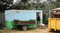Shelter yang terbatas membuat tidak semua hewan dapat dibawa ke dalam saat kondisi darurat. REUTERS/Shir Torem