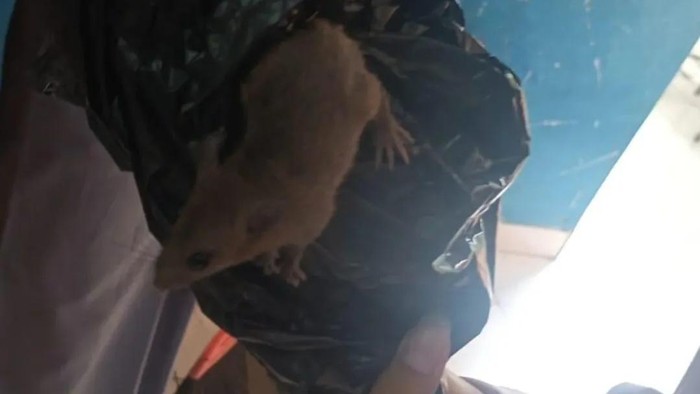 Tikus yang keluar dari boks berisi ompreng MBG di SMKN 8 Semarang.
