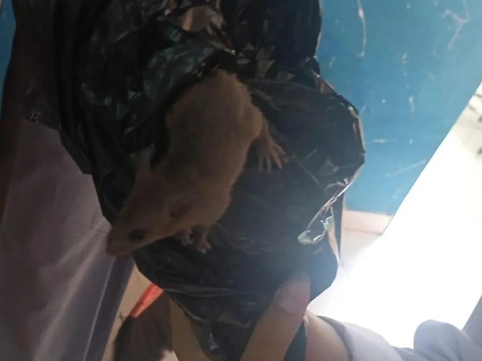 Tikus yang keluar dari boks berisi ompreng MBG di SMKN 8 Semarang.