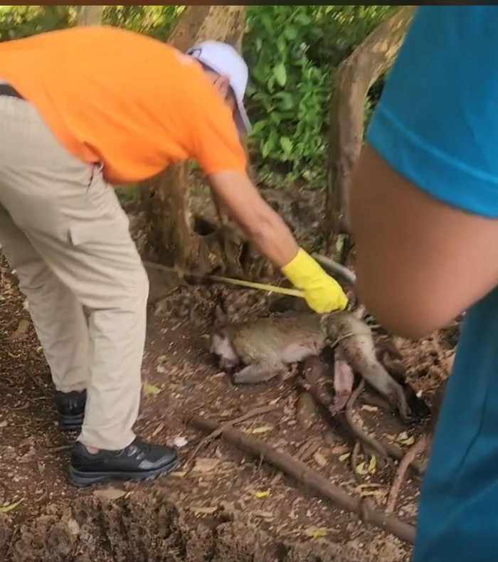 Monyet di Pamekasan yang menyerang balita mati dibunuh pemiliknya