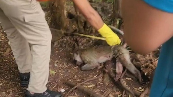 Monyet di Pamekasan yang menyerang balita mati dibunuh pemiliknya
