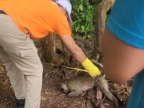 Pelajaran dari Tragedi Balita Tewas di Pamekasan: Bahaya Pelihara Monyet