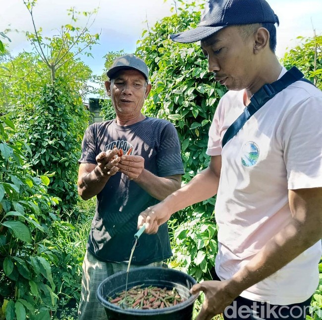 Manfaatkan Lahan Kosong, Petani Lumajang Sukses Budidaya Cabe Jamu