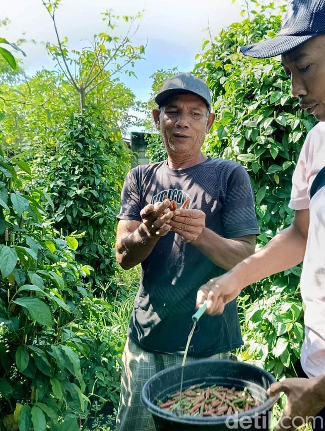 Manfaatkan Lahan Kosong, Petani Lumajang Sukses Budidaya Cabe Jamu