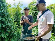 Manfaatkan Lahan Kosong, Petani Lumajang Sukses Budidaya Cabe Jamu