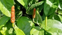 Sebanyak 800 batang cabe jawa ditanam di lahan seluas setengah hektar yang sebelumnya kurang produktif.