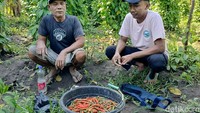 Hasil panen cabe jawa dikumpulkan sebelum dijual dalam kondisi kering dengan harga Rp 95 ribu per kilogram.