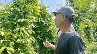 Petani memanen cabe jawa atau cabe jamu di lahan pekarangan miliknya di Desa Kraton, Kecamatan Yosowilangun, Lumajang, Kamis (2/4/2026).