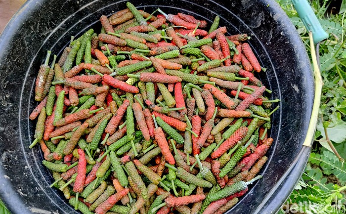 Petani cabe jamu di Lumajang