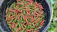 Budidaya cabe jawa di pekarangan rumah menjadi sumber penghasilan tambahan bagi petani dengan pendapatan hingga Rp 7 juta per bulan.