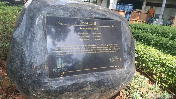 Pohon mahoni raksasa di Kalibata, Jaksel Pohon mahoni raksasa di Kalibata, Jaksel