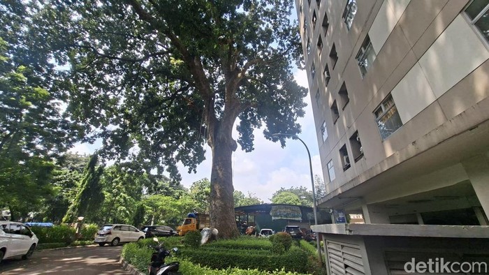 Pohon mahoni raksasa di Kalibata, Jaksel