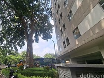 Wuih, Ternyata Ada Pohon Mahoni Raksasa Berusia 120 Tahun di Jakarta