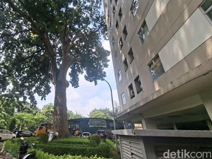Wuih, Ternyata Ada Pohon Mahoni Raksasa Berusia 120 Tahun di Jakarta