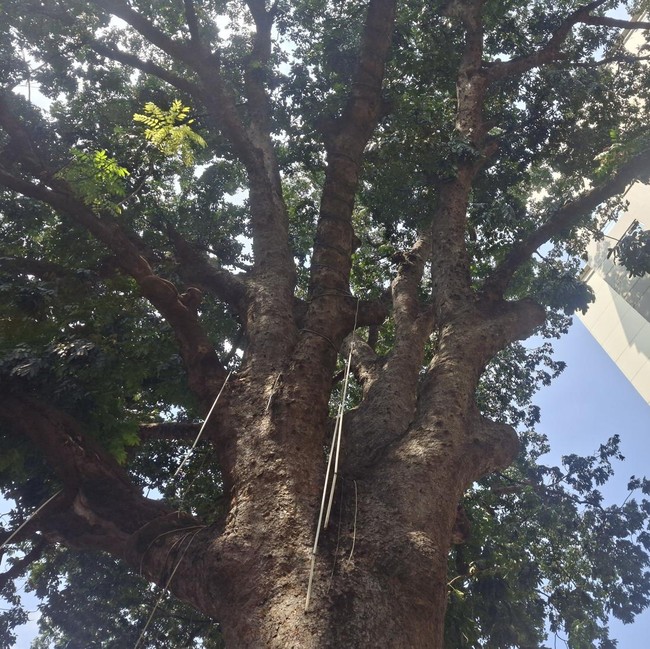 Penampakan Pohon Mahoni Raksasa 120 Tahun, Saksi Bisu Perkembangan Jakarta