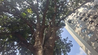 Penampakan Pohon Mahoni Raksasa 120 Tahun, Saksi Bisu Perkembangan Jakarta