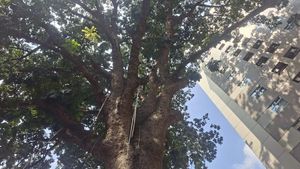 Penampakan Pohon Mahoni Raksasa 120 Tahun, Saksi Bisu Perkembangan Jakarta