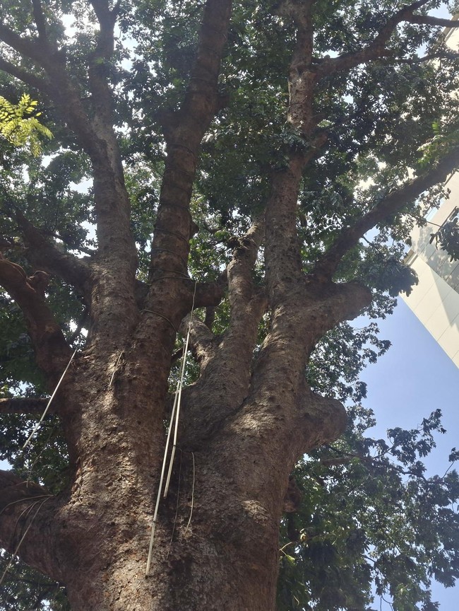 Penampakan Pohon Mahoni Raksasa 120 Tahun, Saksi Bisu Perkembangan Jakarta