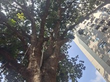 Penampakan Pohon Mahoni Raksasa 120 Tahun, Saksi Bisu Perkembangan Jakarta