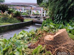 2 Pohon Tumbang di Halaman Pendopo Cianjur, Atap Selasar-Pilar Rusak