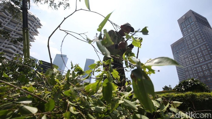 Sejumlah petugas Dinas Pertamanan dan Hutan Kota memotong ranting dan dahan pohon tua di Bendungan Hilir, Jalan Sudirman, Jakarta, Jumat (3/4/2026).