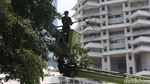 Antisipasi Pohon Tumbang di Jakarta