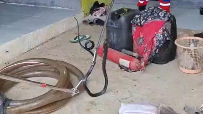 Evakuasi ular kobra berukuran sekitar 1 meter yang muncul di rumah warga di Kendari.