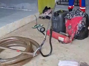 Ular Kobra Tiba-tiba Muncul di Rumah Warga di Kendari