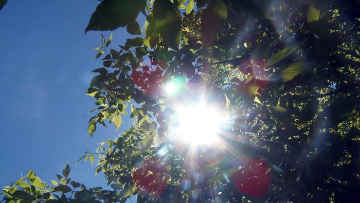 Ilustrasi Musim Kemarau