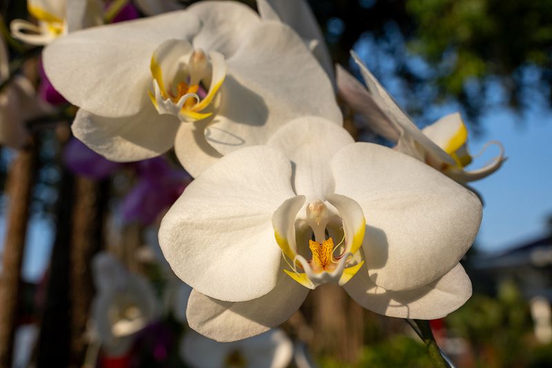 Review Tamron 35-100mm f/2.8: Lensa Compact Kualitas Pro untuk Portrait