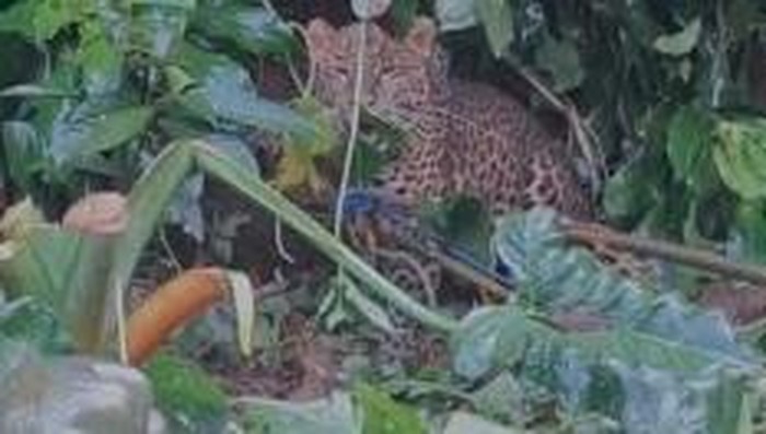 Macan tutul terjerat di kawasan permukiman warga di Gunung Mas Bogor.