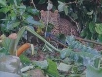 Macan Tutul Terjerat Dekat Permukiman di Bogor