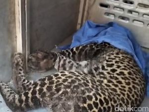 Macan Tutul yang Terjerat di Gunung Mas Bogor Berhasil Dievakuasi