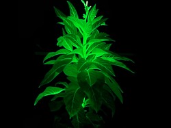 Ilmuwan China Bikin Tanaman Avatar, Bisa Menyala Gantikan Lampu Kota