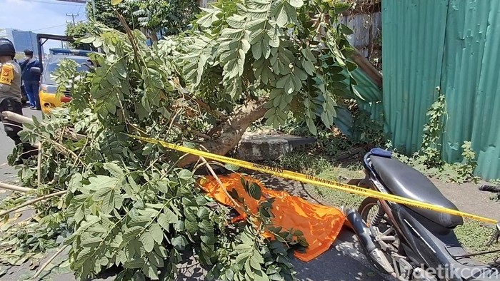Pemotor di Palembang tewas tertimpa pohon tumbang