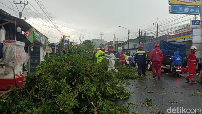 Pohon Tumbang di Jalur Puncak