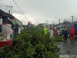 Pemotor Tewas Tertimpa Pohon Tumbang di Jalur Puncak Cianjur