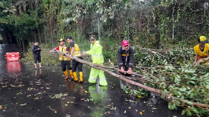 Pohon tumbang tutup akses Jalan Setiabudi arah Lembang
