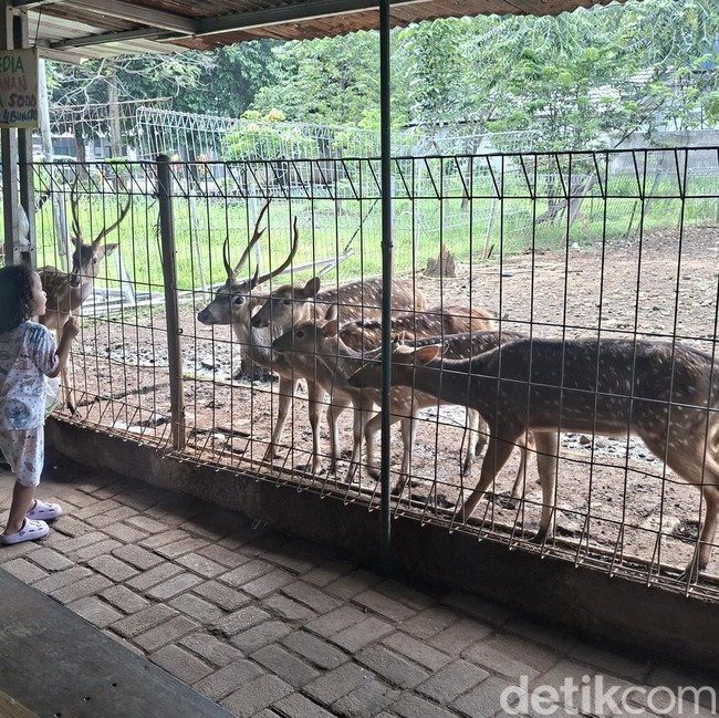 Potret Taman Rusa Bintik Putih, Wisata Gratis Favorit Warga Cijantung