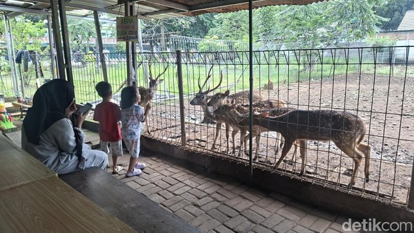 Potret Taman Rusa Bintik Putih, Wisata Gratis Favorit Warga Cijantung