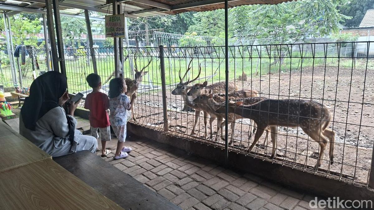 selamat memancing apk tembak ikan Taman Rusa Bintik Putih, Wisata Kecil dan Murah Meriah Alternatif Ragunan