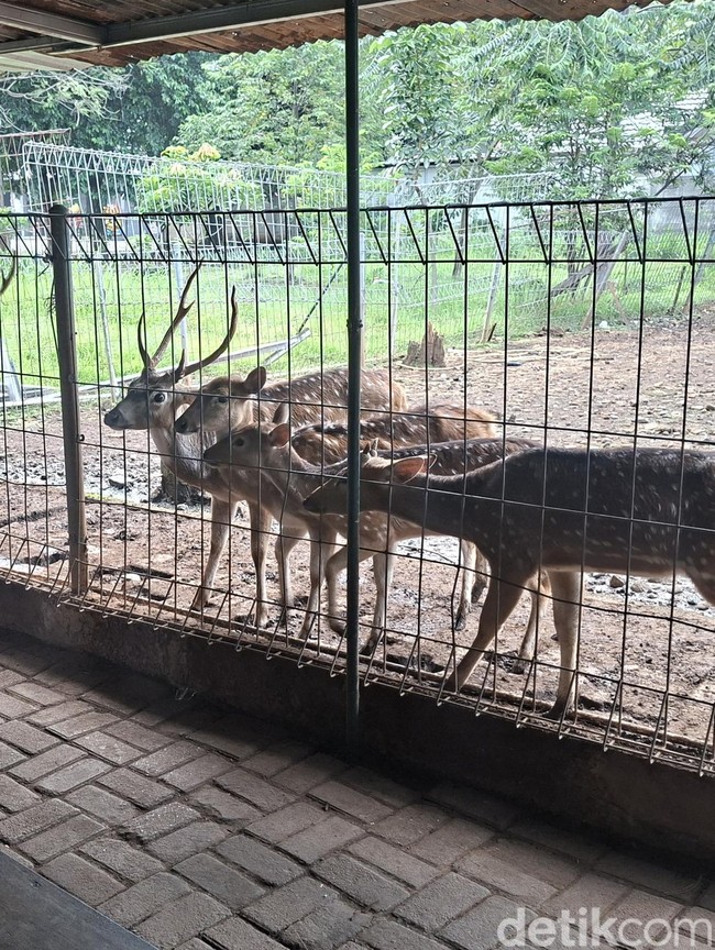 Potret Taman Rusa Bintik Putih, Wisata Gratis Favorit Warga Cijantung