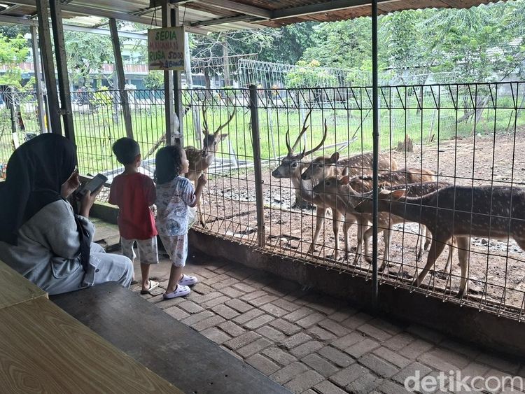 Potret Taman Rusa Bintik Putih, Wisata Gratis Favorit Warga Cijantung